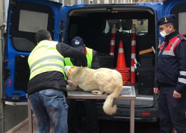 Elazığ'da köpeğe eziyet eden sürücü yakalandı